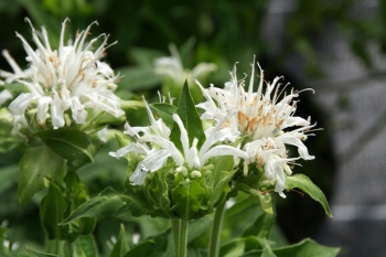 Monarda Fistulosa-Hybride Snow Queen - Indianernessel (BIO)