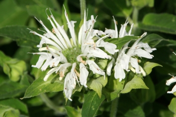 Monarda Fistulosa-Hybride Snow Queen - Indianernessel (BIO)
