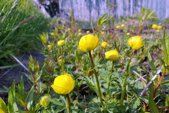 Trollius x cultorum Helios - Trollblume (BIO)