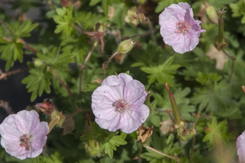 Geranium sanguineum Prostratum - Blut-Storchschnabel (BIO)
