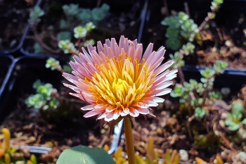 Taraxacum pseudoroseum - Rosa Lwenzahn (BIO)