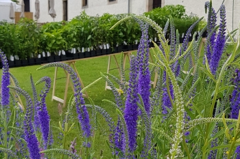 Veronica longifolia Blue Lagoon - Wiesen-Ehrenpreis (BIO)