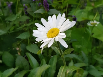 Leucanthemum ircutianum - Wiesen-Margerite (BIO)
