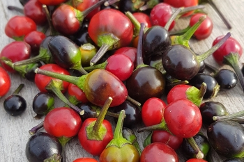 Chili Puta Madre (Ersatz fr Bella Donna) - Pflanze (BIO), Schrfegrad 7
