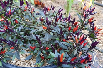 Chili Arlecchino (Ersatz fr Mini Lilli) - Pflanze (BIO), Schrfegrad 7