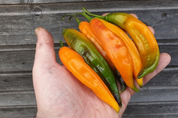 Chili Criolla Sella - Pflanze (BIO), Schrfegrad