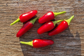 Chili Thai-Chili - Pflanze (BIO), Schrfegrad 5