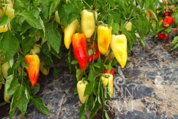 Paprika Ferenc Tender - Pflanze (BIO), Schrfegrad 0