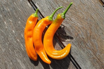 Paprika Kyra - Pflanze (BIO), Schrfegrad 0