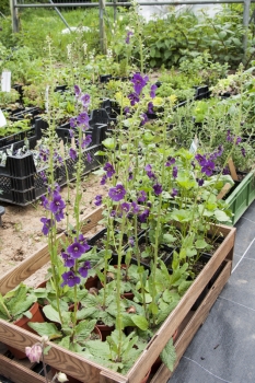 Verbascum phoeniceum - Purpur-Knigskerze (BIO)