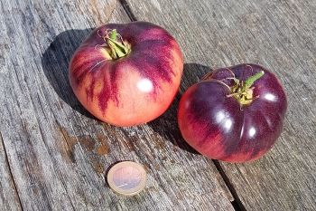 Tomate Blue Beauty (Ersatz f�r Amethyst Jewel) - Pflanze (BIO)