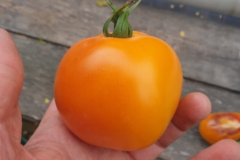 Tomate Valencia - Pflanze (BIO)