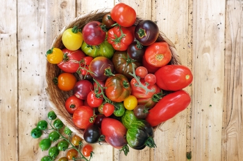 Buntes Salat-Tomaten Paket - 6 Pflanzen (BIO)