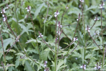 Verbena officinalis - Echtes Eisenkraut (BIO)