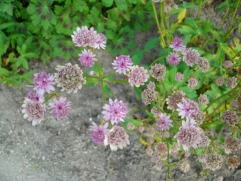 Astrantia major - Groe Sterndolde (BIO)