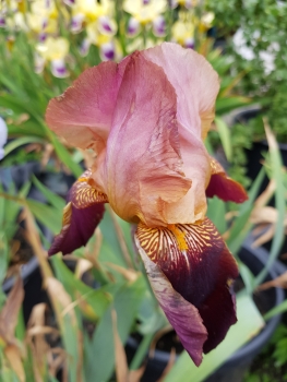 Iris barbata-elatior Red Orchid - Hohe Bart-Schwertlilie (BIO)