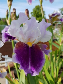 Iris barbata-elatior Silver Peak - Hohe Bart-Schwertlilie (BIO)