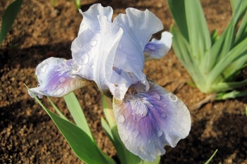 Iris barbata-nana Libor - Zwerg Bart-Schwertlilie (BIO)