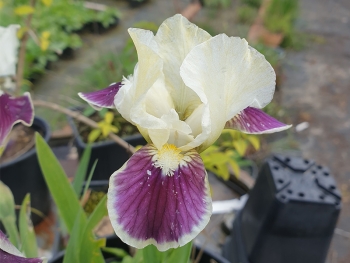 Iris barbata-nana Making Eyes - Zwerg Bart-Schwertlilie (BIO)