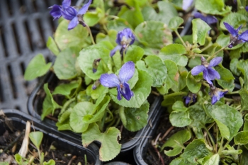 Viola odorata K�nigin Charlotte - Duftveilchen (BIO)