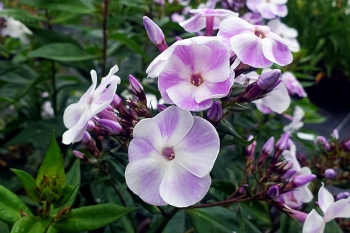 Phlox paniculata Violetta Gloriosa - Sommer-Phlox (BIO)