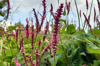Polygonum amplexicaule Ample Pink - Kerzen-Kn�terich (BIO)