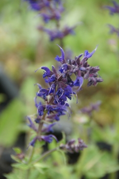 Salvia pratensis - Wiesen-Salbei (BIO)