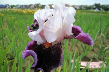 Iris barbata-elatior Tomorrows Child - Hohe Bart-Schwertlilie (BIO)