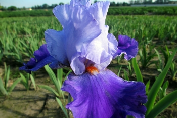 Iris barbata-elatior Tourbillon - Hohe Bart-Schwertlilie (BIO)
