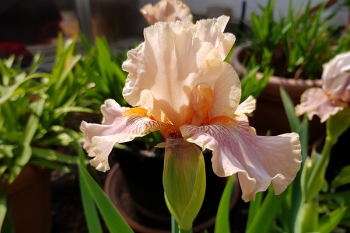 Iris barbata-media June Rose - Mittelhohe Bart-Schwertlilie (BIO)