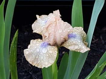 Iris barbata-nana Ahwahnee Princess - Zwerg Bart-Schwertlilie (BIO)