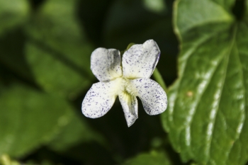 Viola sororia Freckles - Pfingstveilchen (BIO)