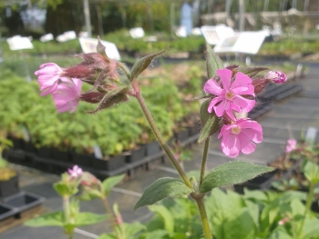 Silene dioica - Rote Lichtnelke (BIO)