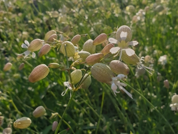 Silene vulgaris - Taubenkopf-Leimkraut (BIO)