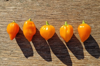 Chili Orange Lantern - Pflanze (BIO), Schrfegrad 7 - NEU