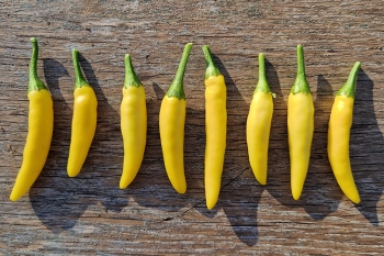 Chili Sipka Zitrone - Pflanze (BIO), Schrfegrad 6 - NEU