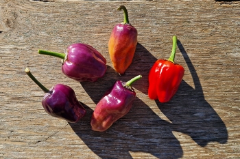 Chili Purple UFO - Pflanze (BIO), Schrfegrad 5 - NEU