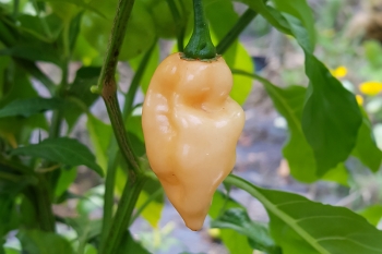 Chili Bhut Jolokia White - Pflanze (BIO), Schrfegrad 10 +  NEU
