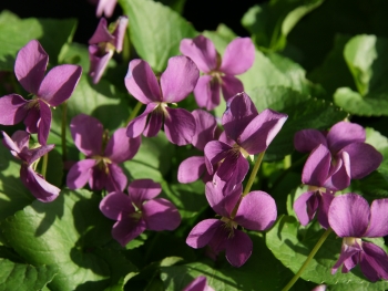 Viola sororia Rubra - Pfingstveilchen (BIO)