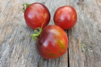 Tomate Kaleidoscopic Jewel - Pflanze (BIO) - NEU