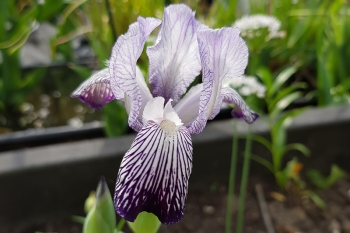 Iris variegata var. reginae - Bunte Schwertlilie (BIO)