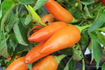 Chili Maya Acapulco - Pflanze (BIO), Schrfegrad 4 - NEU