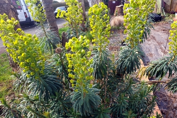 Euphorbia characias ssp. wulfenii - Mittelmeer-Wolfsmilch (BIO)