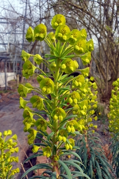 Euphorbia characias ssp. wulfenii - Mittelmeer-Wolfsmilch (BIO)