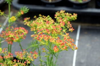 Euphorbia cyparissias Orange Man - Zypressen-Wolfsmilch (BIO)