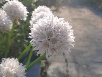 Allium schoenoprasum Black Isle Blush - Wei-Rosa Schnittlauch (BIO)