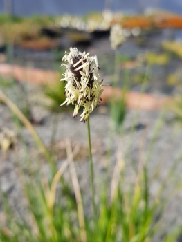 Sesleria sadleriana - Pannonisches Blaugras (BIO)