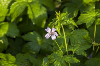 Geranium nodosum - Bergwald-Storchschnabel (BIO)