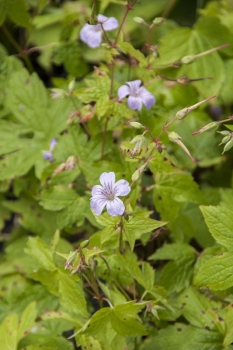 Geranium nodosum - Bergwald-Storchschnabel (BIO)