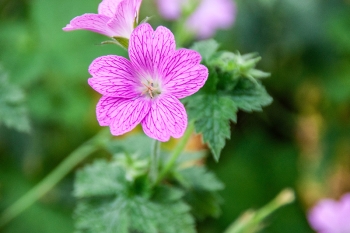 Geranium x oxonianum Claridge Druce - Oxford-Storchschnabel (BIO)